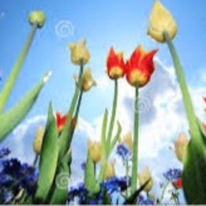 Meet your Posher, Siva